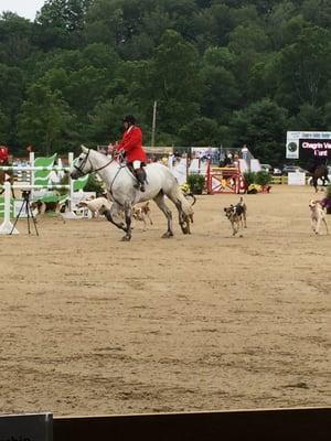 Start of the Grand Prix--Hunter Jumper Classic