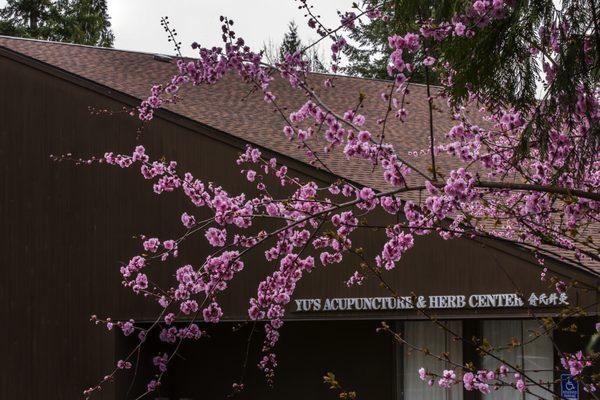 Yu's Acupuncture & Herb Center