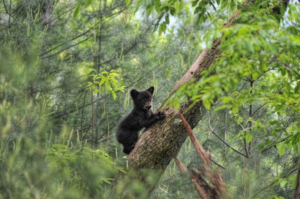 Black bear cub