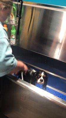 Fitz getting a bath in the bathing stalls!