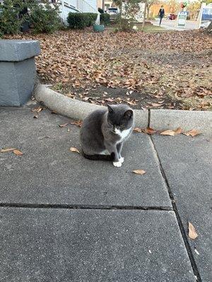 Cute cat hung around outside the store :)