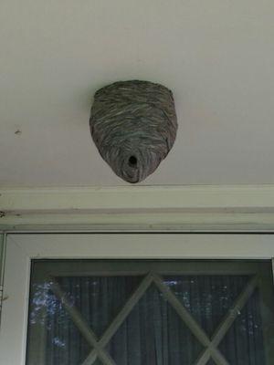 Don't get stung! Let us remove your wasp & hornet nests for you!