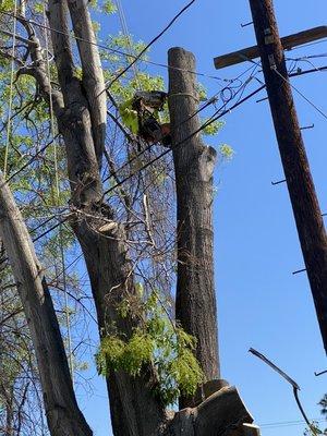 Removal done right... high tension power lines... didn't even notice us.