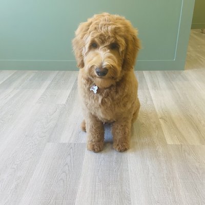 Jax after his spa day. Such a dapper boy!