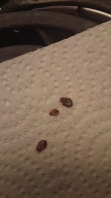 More bed bugs