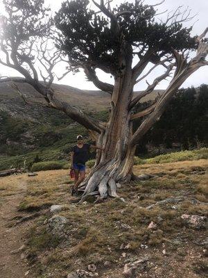 Near the end of the trail you will run across beautiful bristle cone pines.