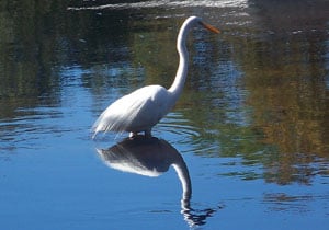 I took this photo of a crane, as I left the massage room. The river is right outside the door of the facility.