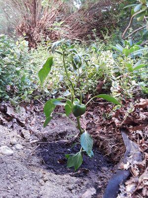 Poblano pepper