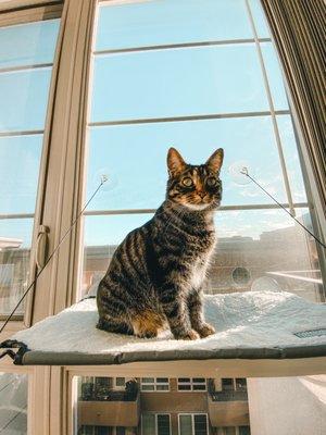 My cat LOVES her new window seat. There's always new gems every time I stop in. Highly recommend checking them out and shopping small :)