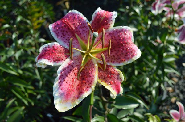 Grow gorgeous lilies! We have many options to choose from at Applewood Nursery & Landscape Supply!