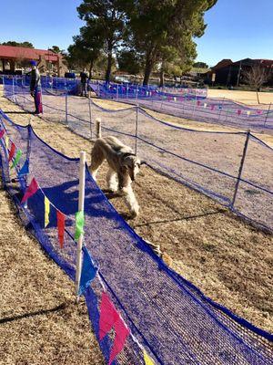 01-15-2017 Skydoggie (AfghanHound) ZoSo AfghanHound running the lure course. What fun!