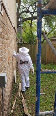 Hornets, very deadly stinging Pest treatment & Exterminate at Customer home during remodeling home!