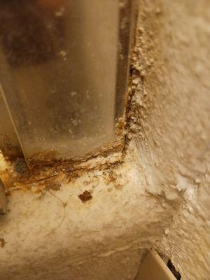 Open creases in shower that causes mold