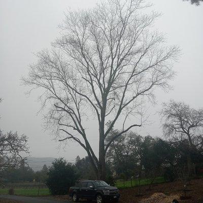 LONG LOWER LIMBS OVER DRIVEWAY TIPPED BACK AND REMOVED DEADWOOD.