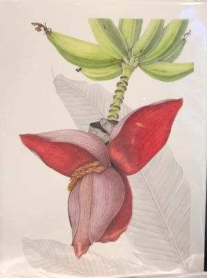 Mary Crabtree's botanical watercolors