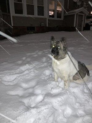 American Akita