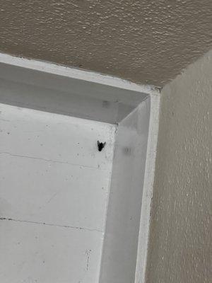 More flies in the bathroom