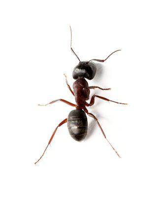 Carpenter ants