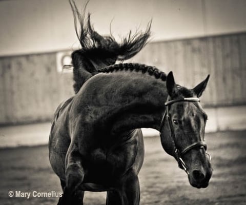 Home of Corteo, a Cor de la Bryere grandson, 16.1 ISR Oldenburg approved stallion