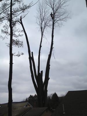 Benedict Tree & Stump Removal