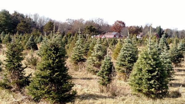 One of the fields at Pioneer Tree Farm in McHenry Illinois