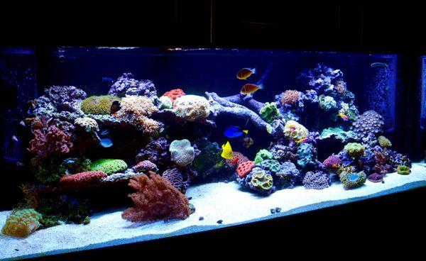 200 Gallon reef tank