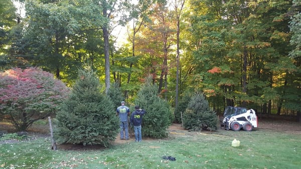 Planting a handful of 12 spruce