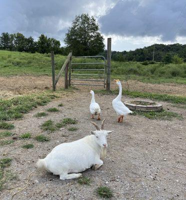 Some of the other rescues on the farm