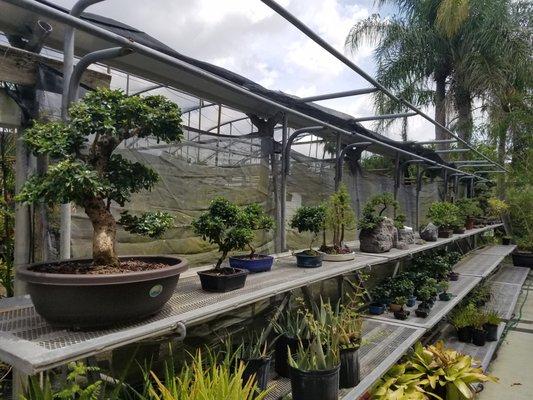 Bonsai trees of all shapes and sizes