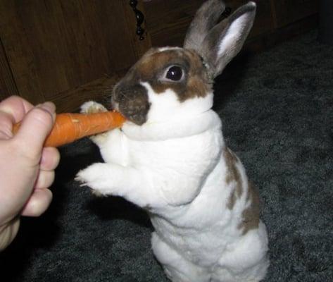 Bunny dental problems- These teeth only work thanks to regular visits to skyway pet hospital.  They also trim her nails!  :)