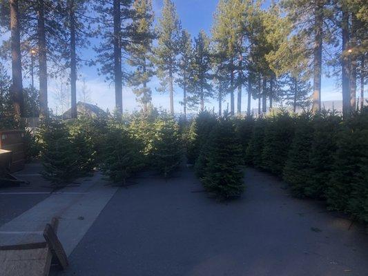 Trees available at Optimist tree lot