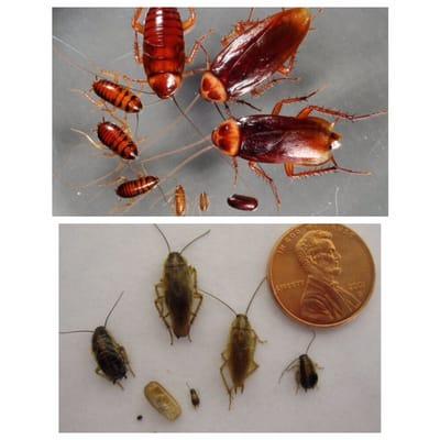 PALMETTO BUGS (top) GERMAN ROACHES (bottom) As Referred To By Locals. Call or Text Ray @ 954 815 9221