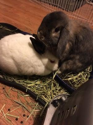 House Rabbit Network