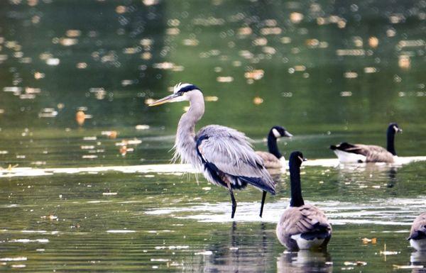 Blue Heron dressing sharpe and acting cool.