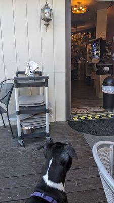 Dog-friendly patio