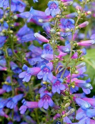 Flowers have healing qualities. This is Penstemon which helps with hardships. Choose a Flower Essence session for a custom blend!