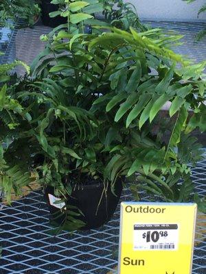 "Before" macho fern. Same size I bought last year. Will grow 10x this size by end of season.