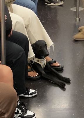 The night I spotted Clive on the train. Was really excited about him.