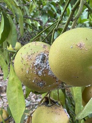 Mealy bugs on grapefruit