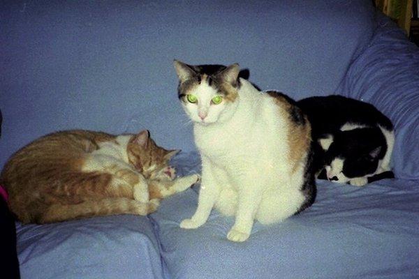 Squeaky watching over her brother Inky (black and white) and friend scratch (orange tabby) as they sleep.