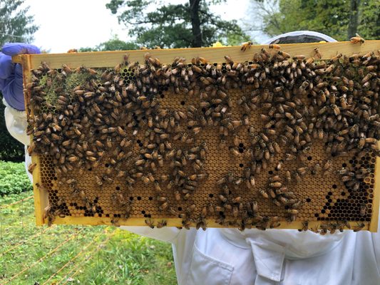 Honeybee brood