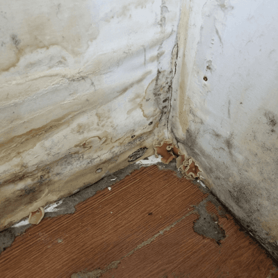 Drywall Mold