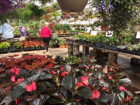 Great selection of annuals and perennials.