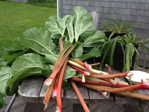 Rhubarb from the garden