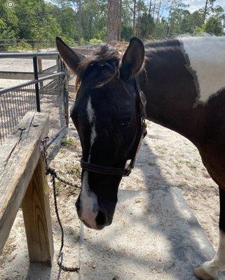 This is Shiloh - She is part mustang, part paint and 100% patience with inexperienced riders and kids