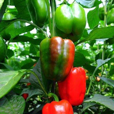 California Wonder Peppers - Heirloom seeds