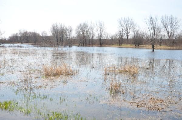 Wetland Area