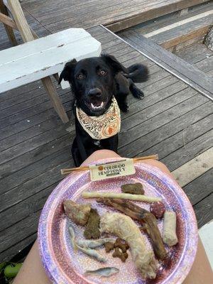 patiently waiting for some treats!