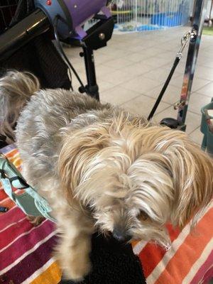 Tess Before Body Length of Hair (Yorkshire Terrier)