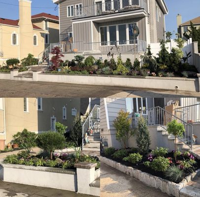 Rockaway Beach  specimen planting